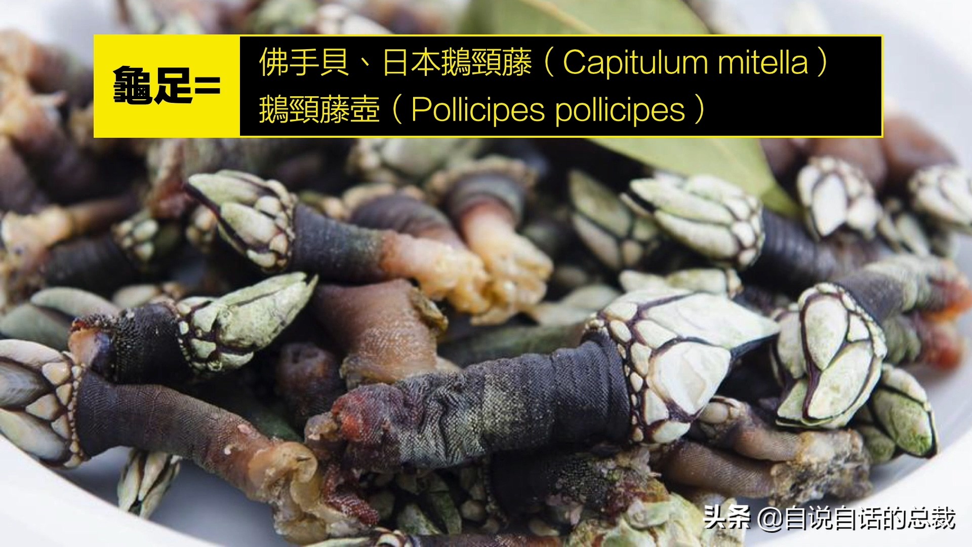 蛏子与小人蚬的区别,贻贝蛤蜊有什么区别