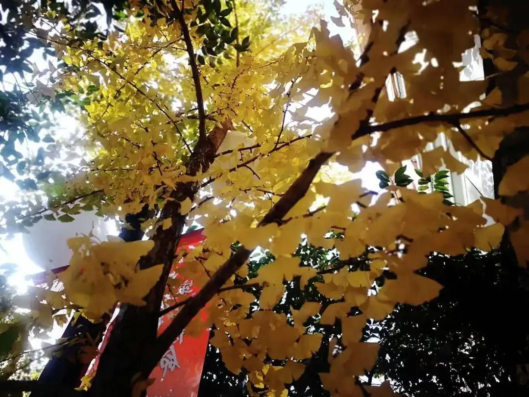 天津高级中学,天津市第二南开中学录取分数线