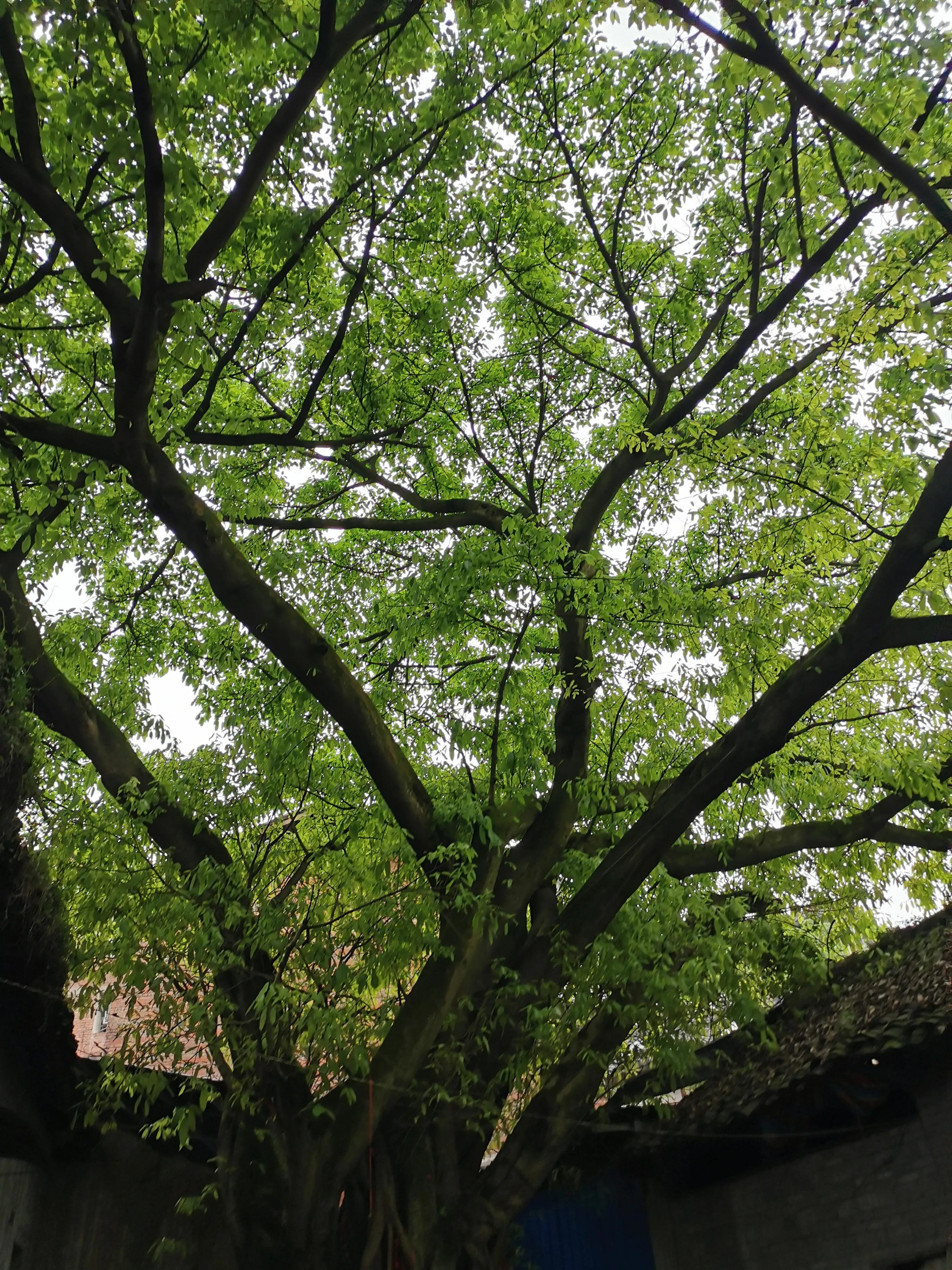 走马古镇全部图片,走马印象