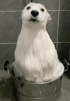 十大服从性最好的狗狗,狗狗中最乖的狗是哪一种