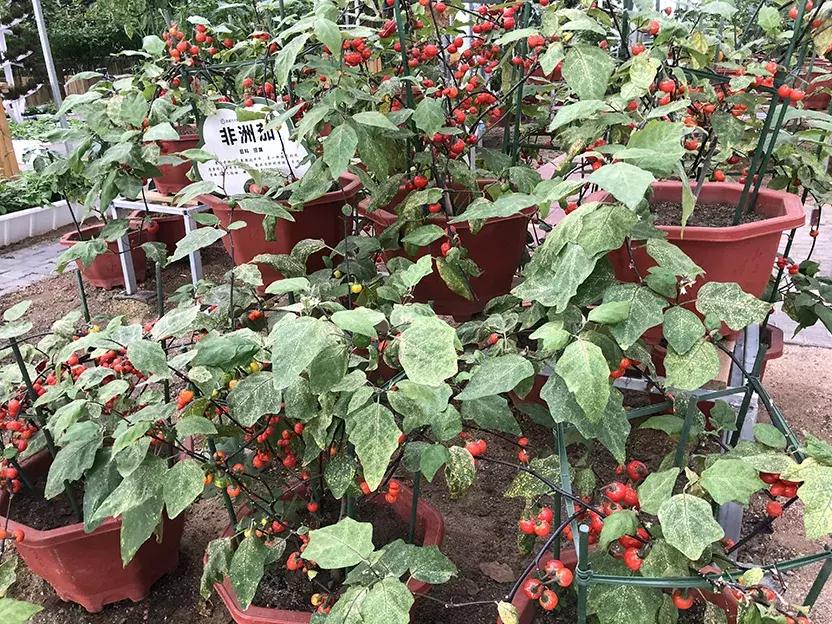 丹东沿海干净小岛旅游攻略,丹东旅游特色美食攻略图