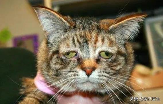 长得很潦草的一只猫,一只猫能有多潦草