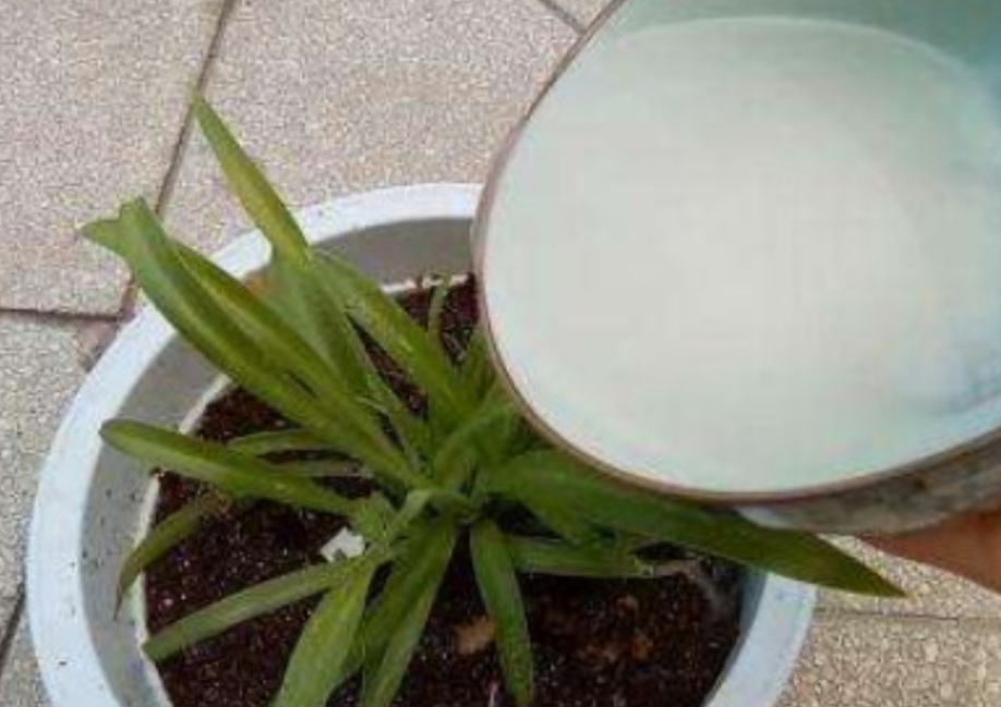 用淘米水浇花会怎么样,淘米水加白醋加糖养花正确方法