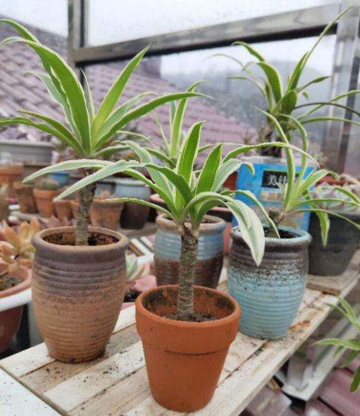 侄子一泼尿直接尿在吊兰上，吊兰直接萎蔫变成肥害，这该怎么办