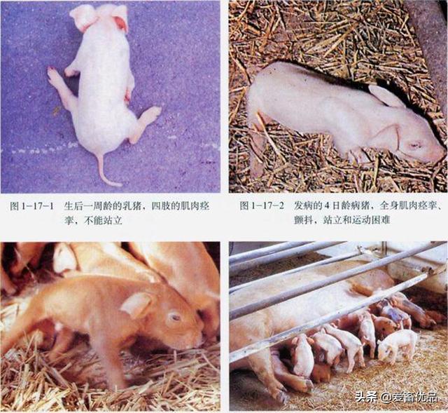 仔猪抖抖病用什么药,仔猪抖抖病怎么治疗最好