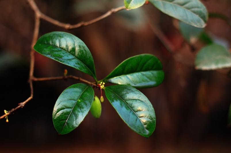 闰年跟普通年份有什么区别,闰年为什么会有366天呢
