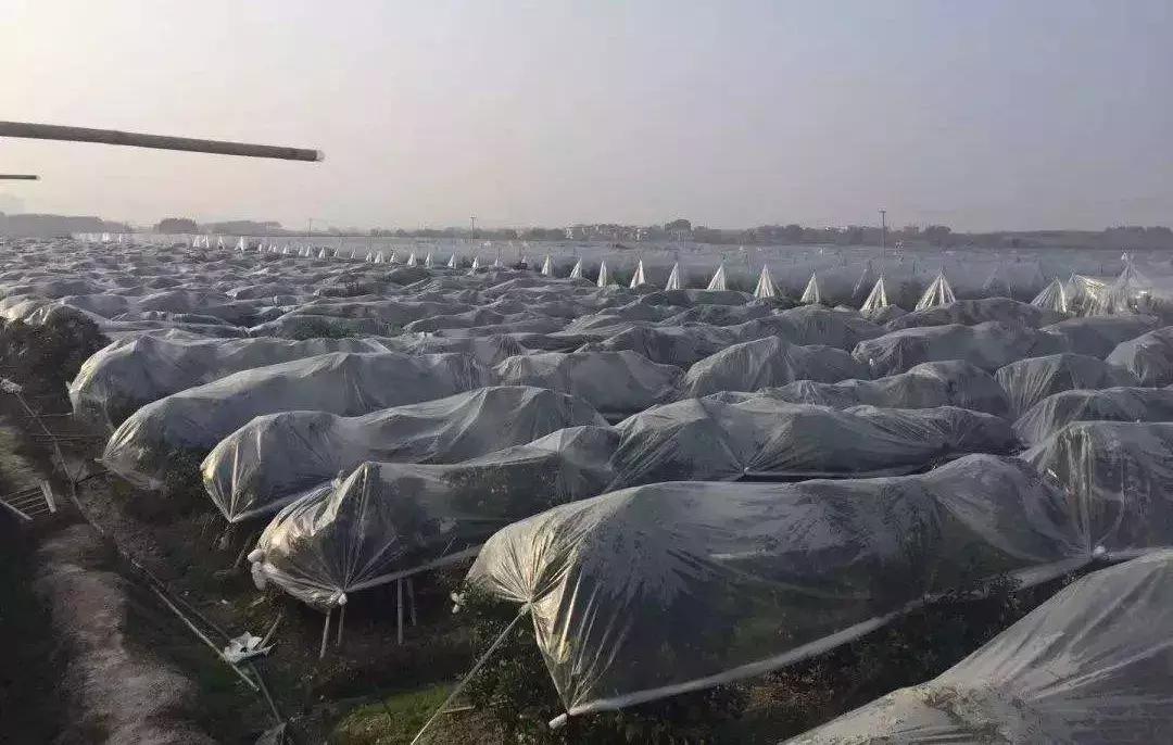 广西砂糖橘防冻技术视频,冬天沙糖桔如何盖膜