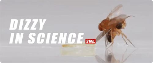 苍蝇的一生有多短暂,苍蝇的一生也就是人类的缩影