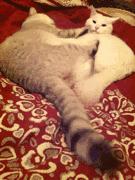 猫的姿态美,猫的姿态怎么描写