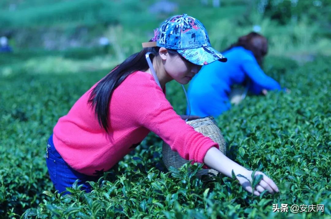 春游江淮请您来︱天柱山海心谷：煮一壶春味品一程人生