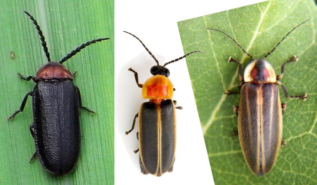 瓢虫害虫和益虫的区别图,益虫害虫有哪些视频