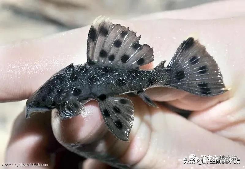 每天认识一种鱼的图片,老鼠斑异型鱼野生和人工区别