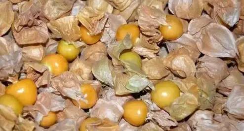 鍘熸潵鏂扮枂鐨勬按鏋滃姝ょ敎,鍘熸潵涓滃寳鐨勫湡鐗逛骇