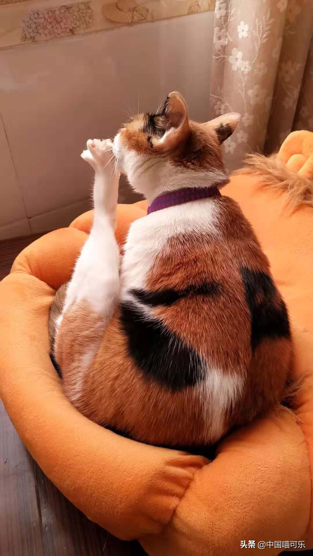 母猫突然叫个不停要人去摸它,母猫突然叫得很奇怪