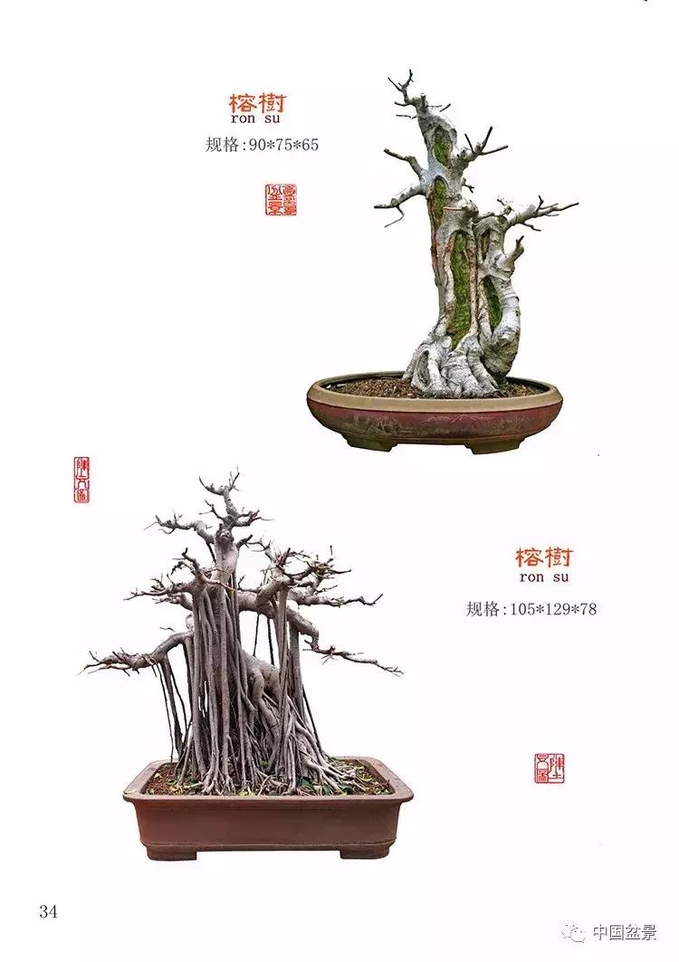 陈文图老师,陈文图盆景欣赏