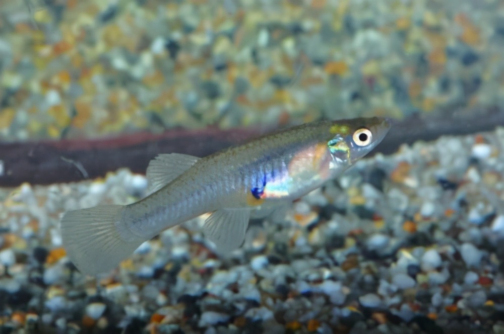 食蚊鱼入侵河北了吗,食蚊鱼我国入侵物种