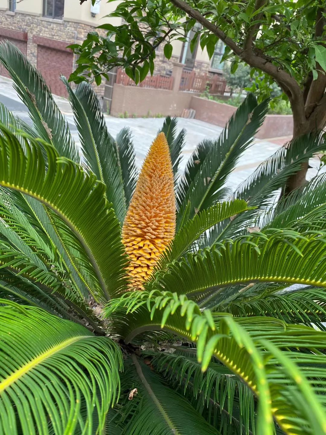 江阴新桥最美庭院,江苏江阴阳台风景
