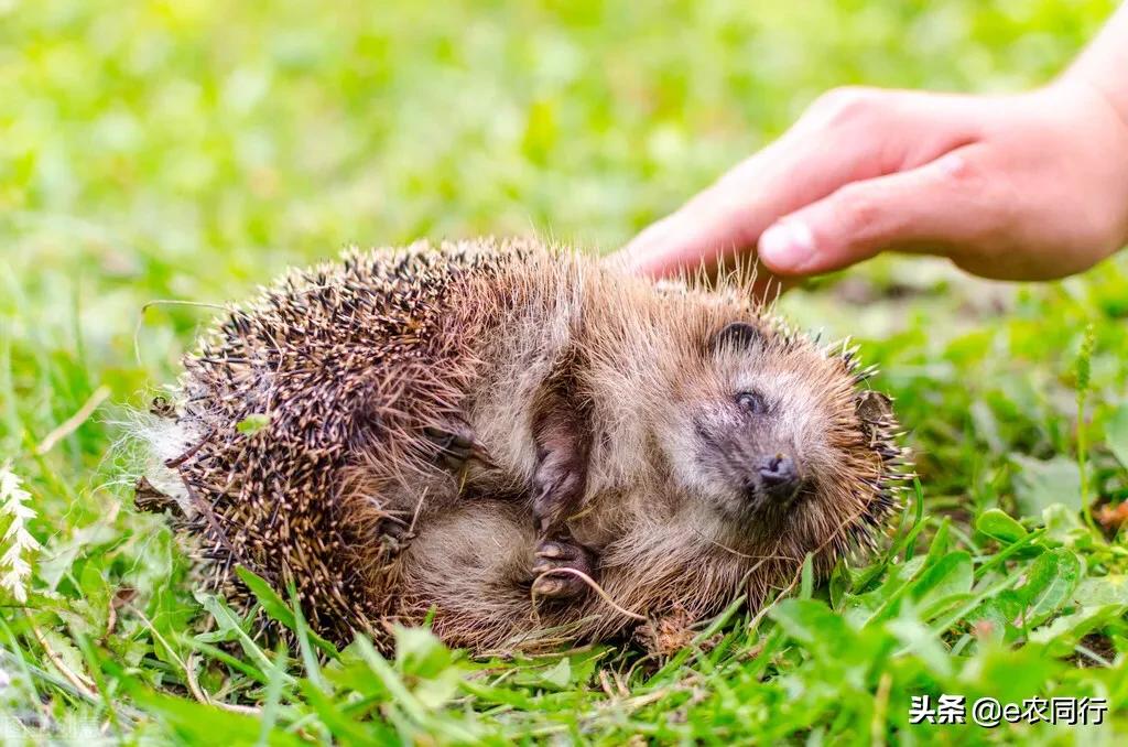 閲庣敓鍒虹尙鍙互绉佽嚜鍏诲悧,鍐滅敯鍑虹幇鍒虹尙濂戒箞