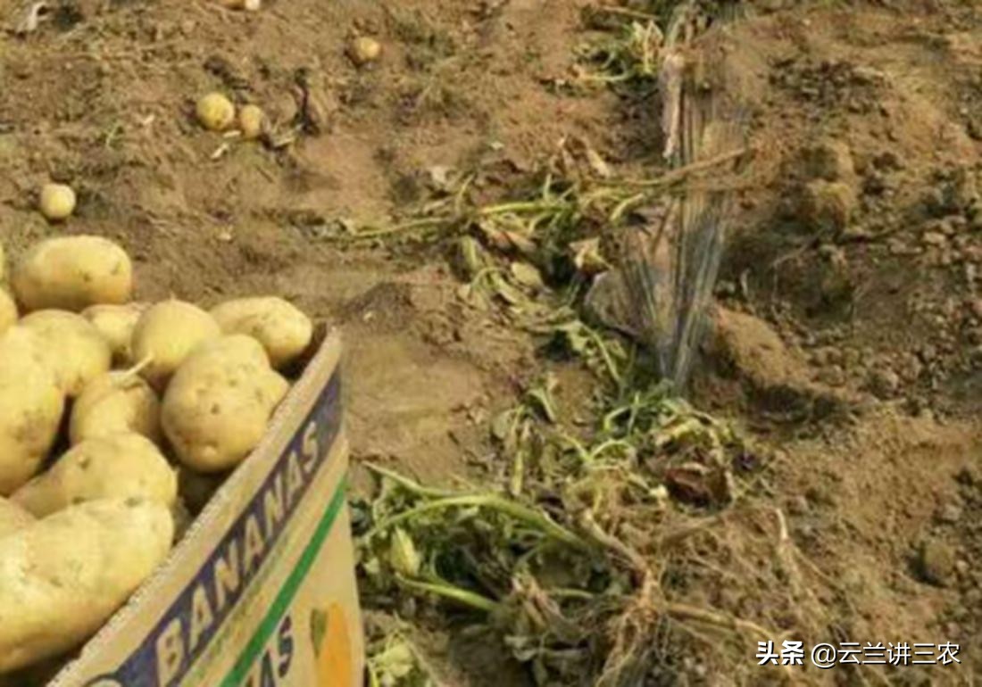 马铃薯栽培标准是什么样的,适宜南方种植的马铃薯品种有哪些