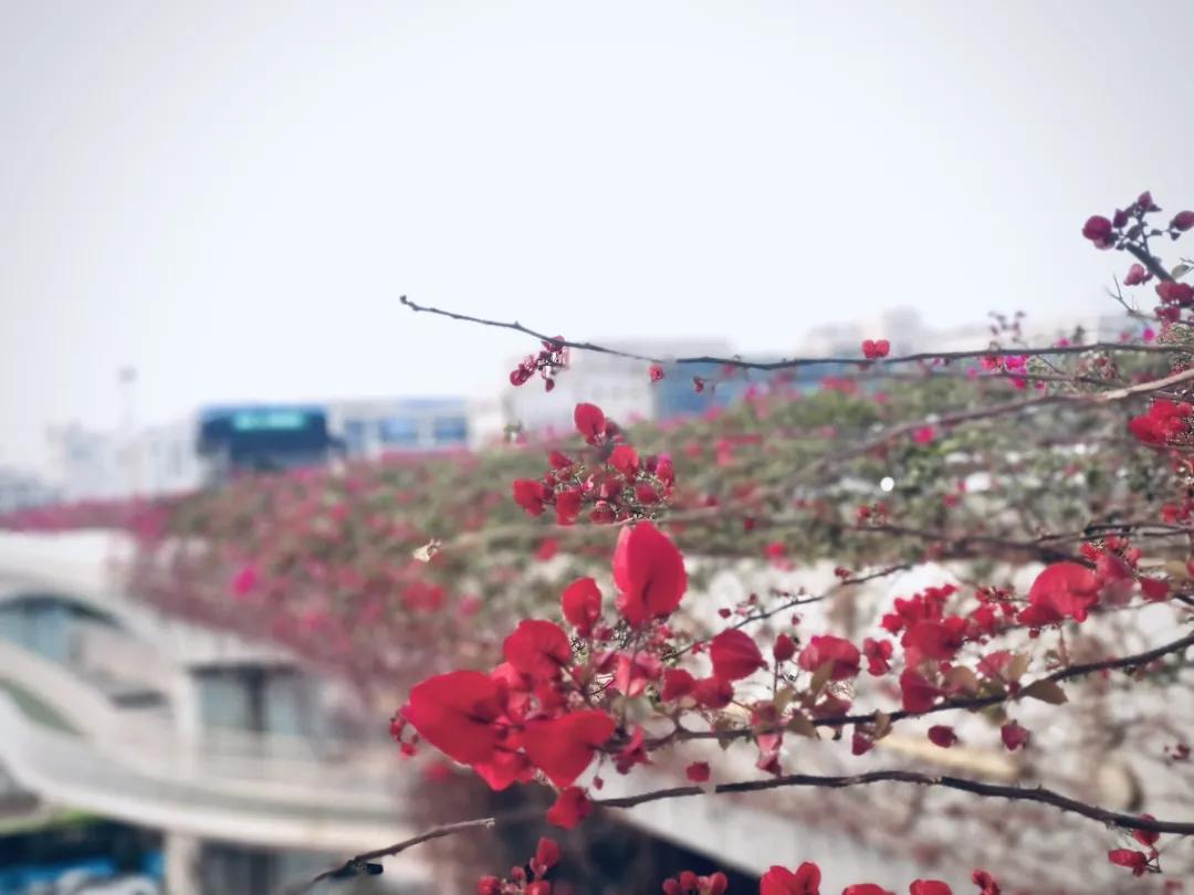 *光春**正好，快来搭乘开往春天的brt~