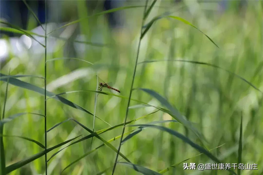 婚纱|为父母爱情，圆一份心愿