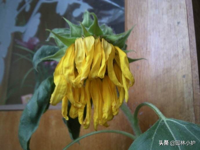 花草蔫了用了啥药,花草突然萎蔫后如何养护