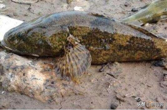 沙塘鳢怎么钓,沙塘鳢什么鱼