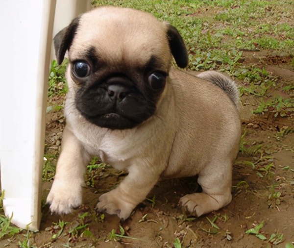 购买巴哥幼犬如何选择,购买巴哥幼犬怎么挑