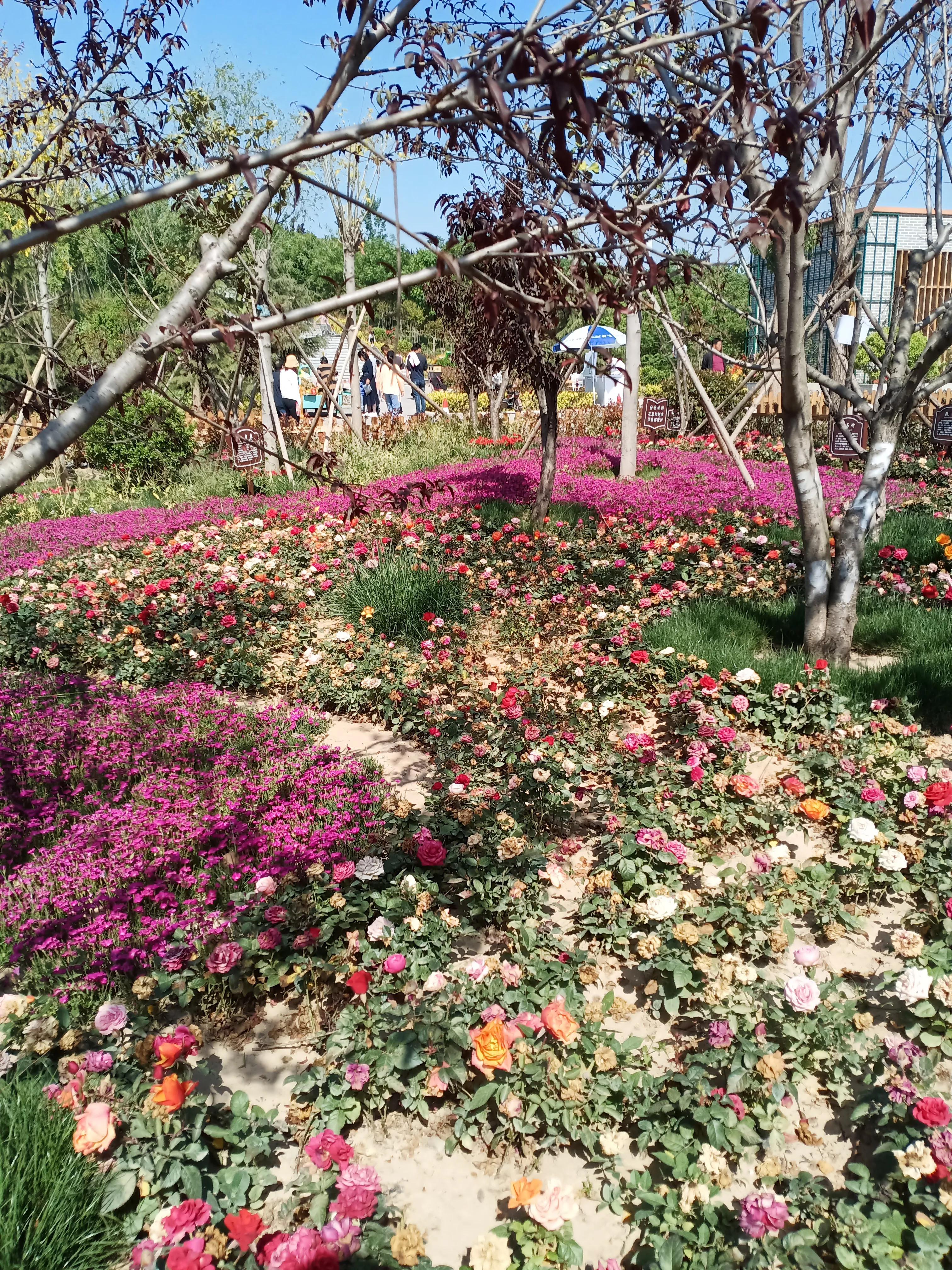 濮阳龙山公园有啥好玩的,濮阳龙山公园在什么地方