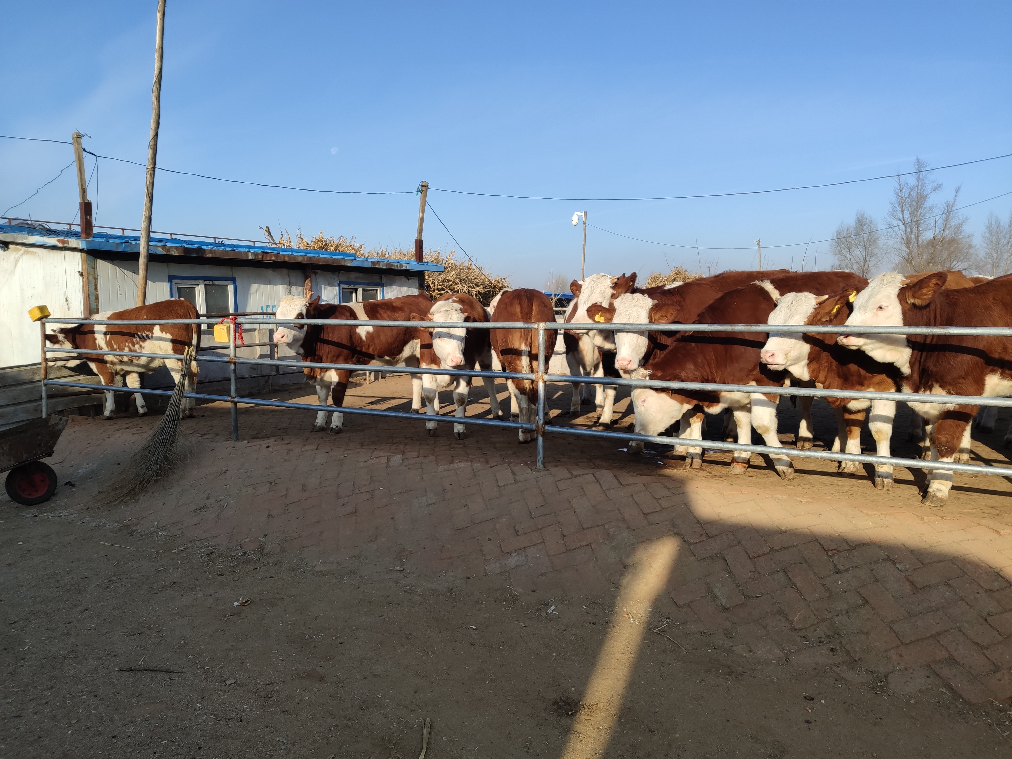 牛前腿受伤了怎么治疗,牛摔伤前腿骨折怎么治疗