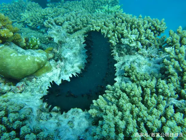 山东威海的特产海参,海参被称为什么之王