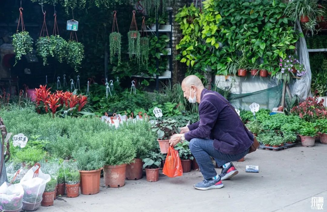 广州最便宜的花卉市场1块钱,广州岭南花卉市场买花攻略