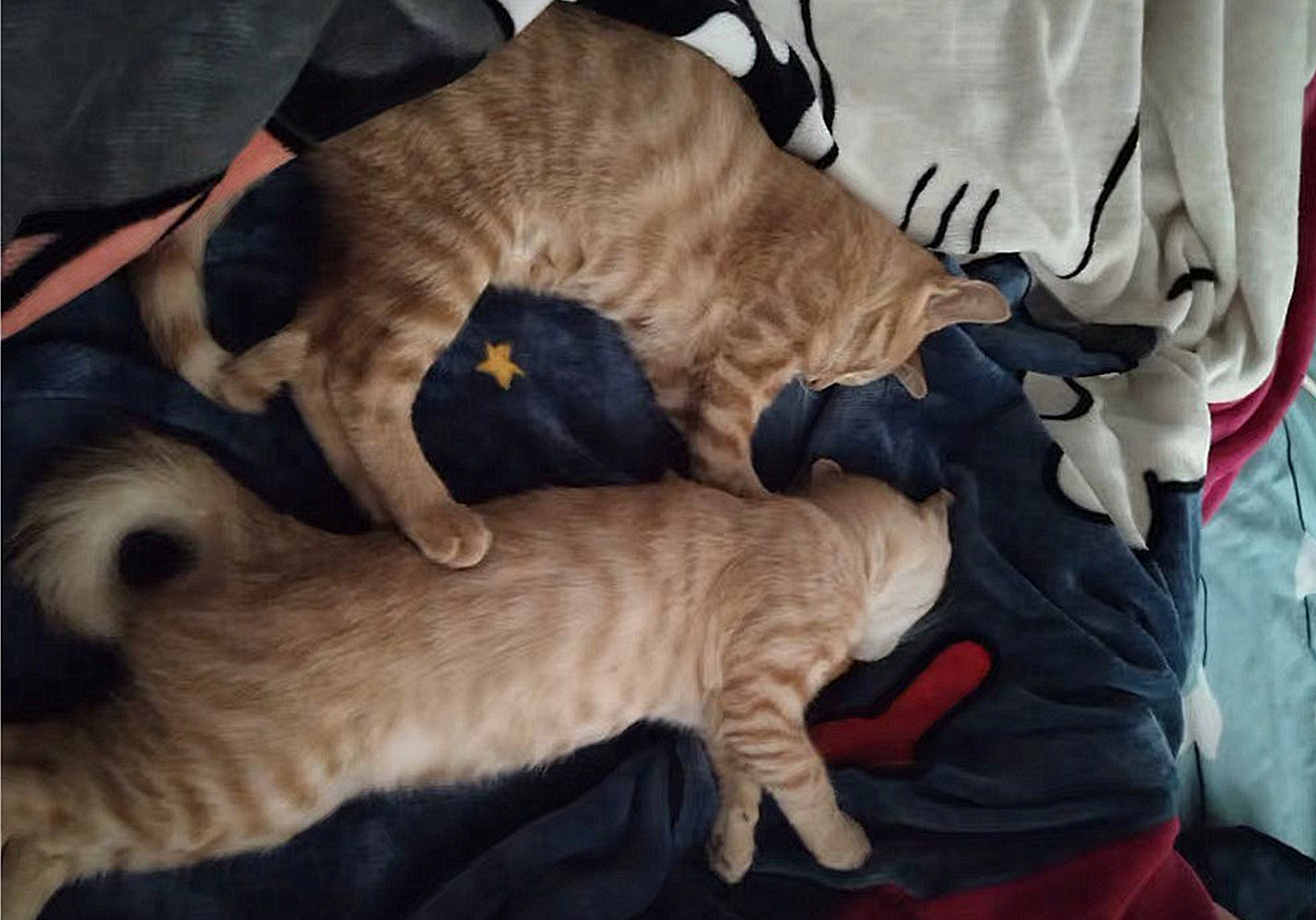 猫咪的肛门腺不一定要挤，但前提是主人做好定期检查