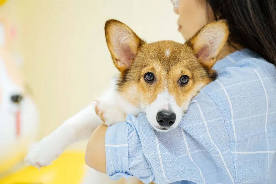 吸屁屁，短腿大耳肉嘟嘟，这家店进去就出不来了…