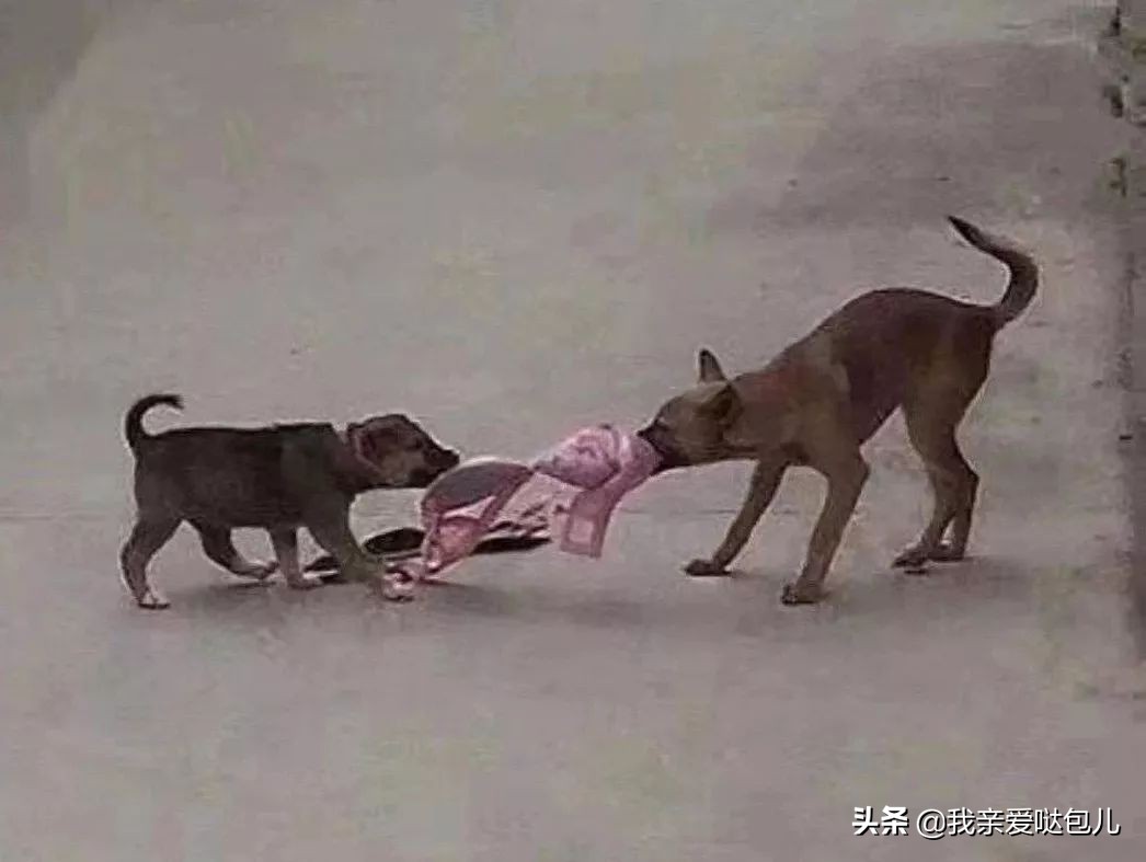 被全网通缉的狗,全网通缉的狗是谁