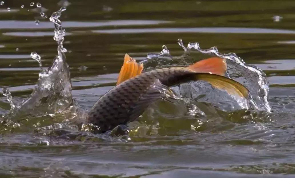 野钓鲤鱼线组搭配的方法,野钓鲤鱼抛竿线组