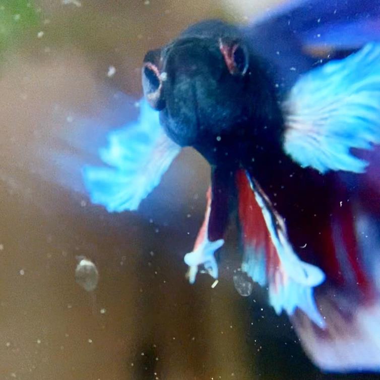 外国女子救下崩溃男子,外国女生救斗鱼