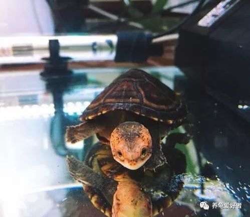 养龟界的这几个问题,养龟的3大争议你怎么看