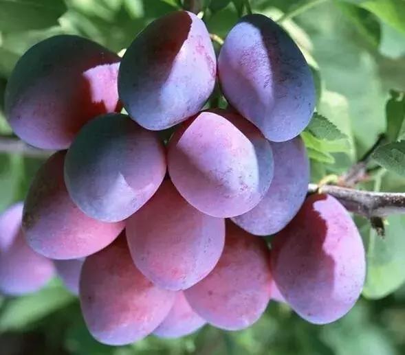 西梅怎样挑选是新鲜的,怎样挑选新鲜西梅吃