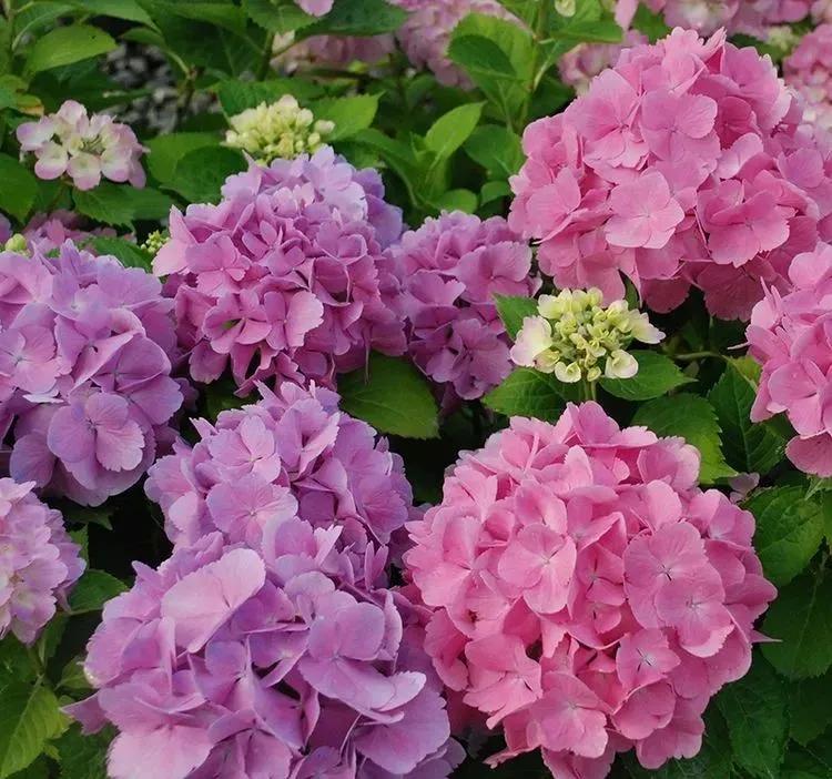 三月最适合种什么花？照着下面养准不会错！好养又好看，满屋飘香