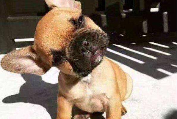 狗狗爱放屁是什么原因呢,狗狗放屁自己知道吗