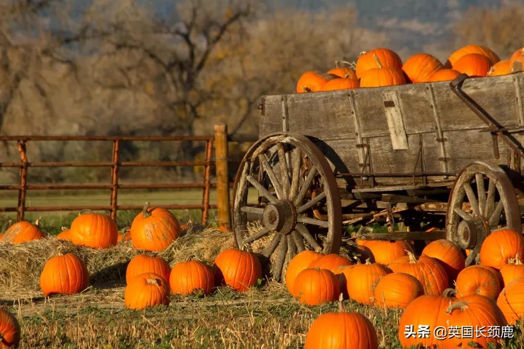 南瓜大作战任务,南瓜大作战活动攻略