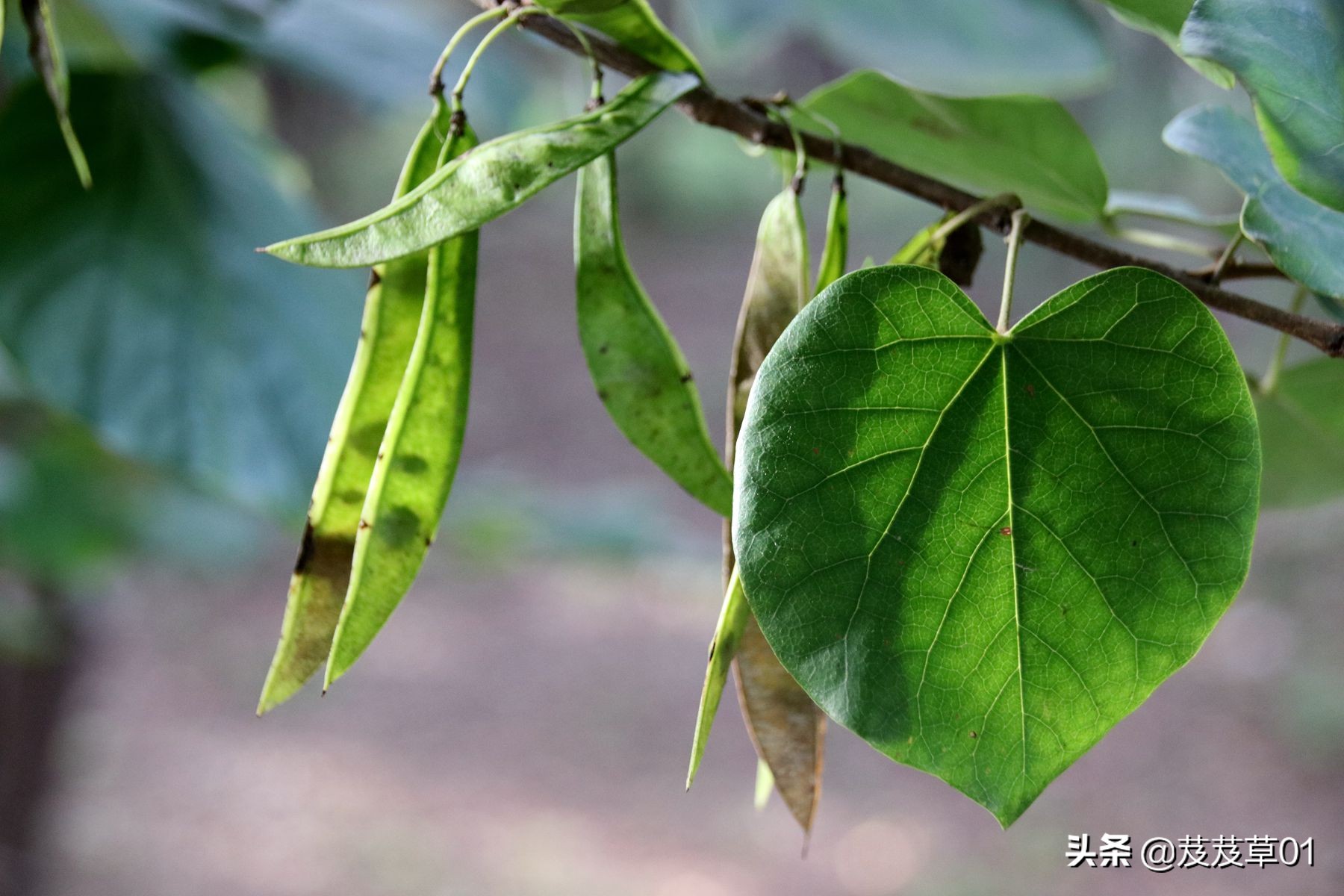 熬过这段难熬的日子就会破茧成蝶,破茧成蝶熬过就是重生