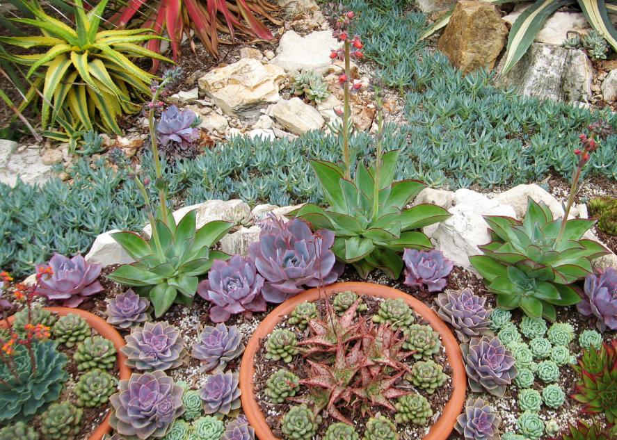 梅雨季，多肉盆栽爱徒长穿裙子、褪色，该怎么办？