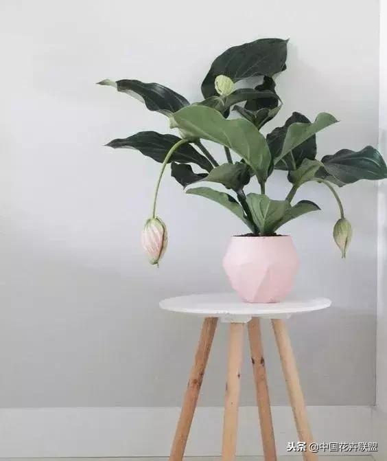 打翻了调色盘的花,打翻了调色盘的美景