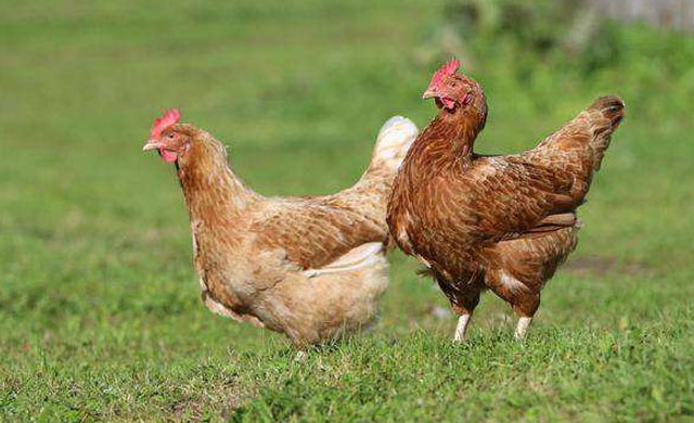 鸡肚子有蛔虫该怎么办?买什么药快速治疗?农村养鸡人有妙招