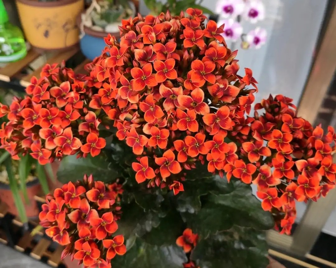 单瓣长寿花品种大全图,长寿花单瓣最好看的品种