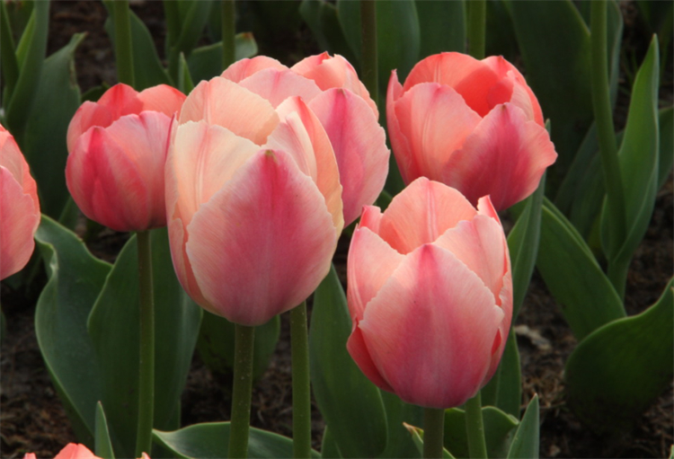 有7种郁金香的花语，平时大多数人都不清楚，关键时候学习下