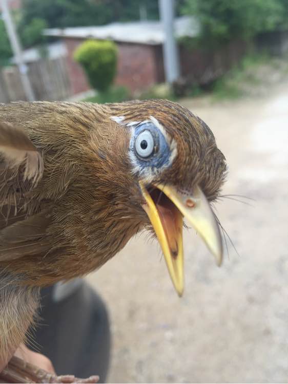 怎样识别一只画眉鸟的品种,一只好的画眉鸟怎样选图片