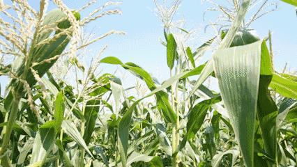 花生牛奶玉米,牛奶玉米好喝吗